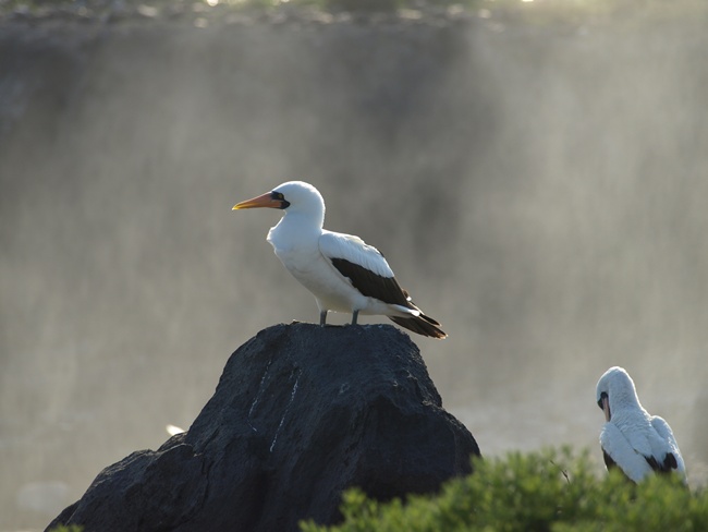 ../../Pictures/050210/053 Nazca Toelpel.JPG